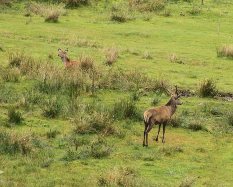 red deer.jpg